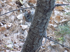 Neotoma mexicana mexicana
