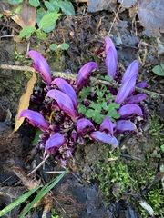 Lathraea clandestina