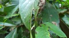 Dolichoderus spurius