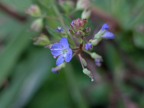 American brooklime (Veronica americana)
