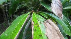 Dolichoderus spurius