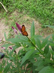 Mazia amazonica