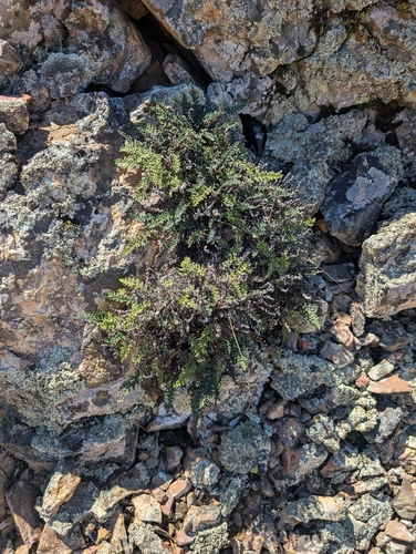 lace lip fern (Myriopteris gracillima)
