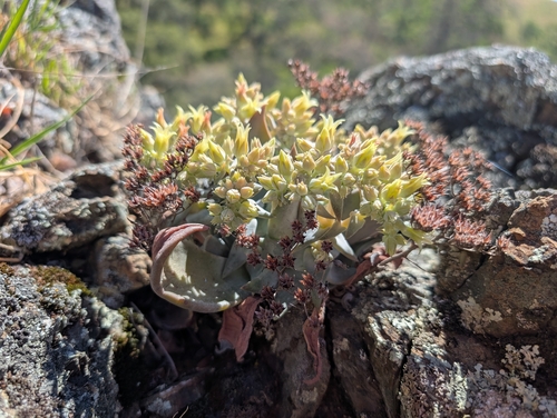Canyon liveforever (Dudleya cymosa)