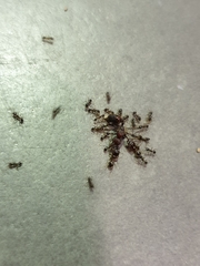 Pheidole