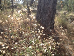 Brickellia cuspidata