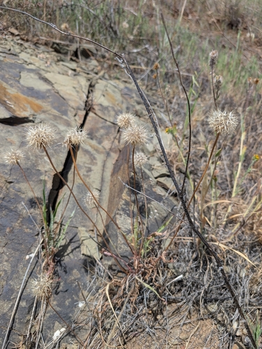 grassland silverpuffs (Stebbinsoseris heterocarpa)