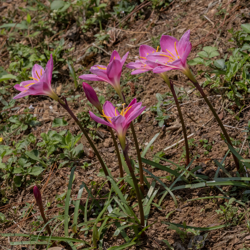 Zephyranthes carinata (Zephyranthes carinata)