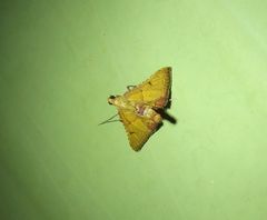 Endotricha psammitis