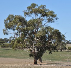 Eucalyptus fasciculosa