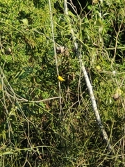Ploceus jacksoni