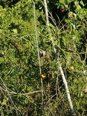 Ploceus jacksoni