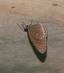 Euploea core godartii