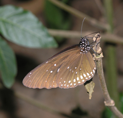 Euploea core godartii