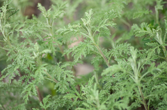 Artemisia vestita