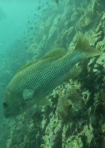 Lutjanus johnii observed 2026-03-16