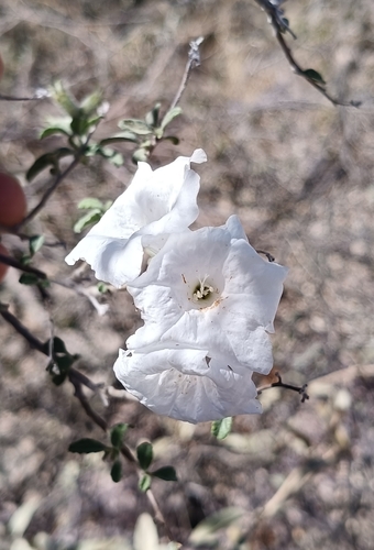 Cordia parvifolia, photograph 1