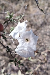 Cordia parvifolia, photograph (c) MarvalPhotography19, some rights reserved (CC BY)
