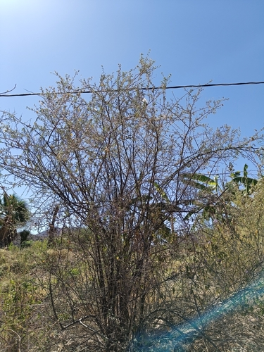 Cordia parvifolia, photograph 2
