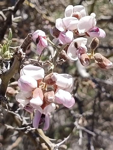 desert ironwood (Olneya tesota)