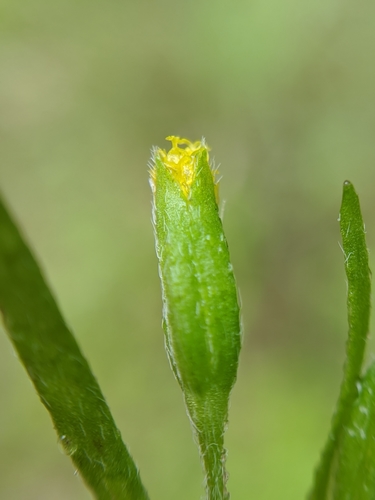 Image of Lasthenia microglossa by no rights reserved