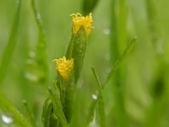 Lasthenia microglossa