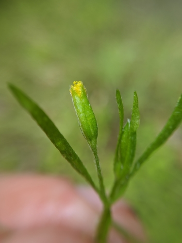 Image of Lasthenia microglossa by no rights reserved
