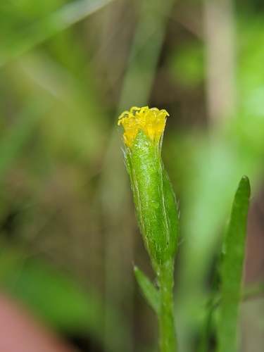 Image of Lasthenia microglossa by no rights reserved