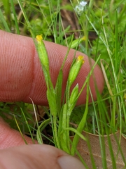 Lasthenia microglossa