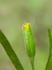 Lasthenia microglossa