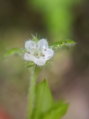 Nemophila pulchella fremontii