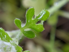 Nemophila pulchella fremontii