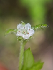 Nemophila pulchella fremontii
