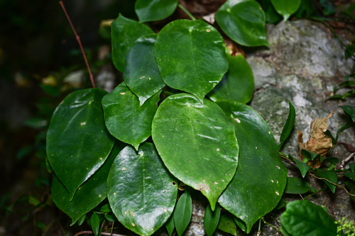 Pilea panzhihuaensis