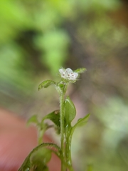 Nemophila pulchella fremontii