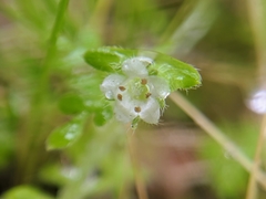 Nemophila pulchella fremontii