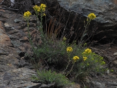 Alyssoides utriculata