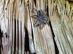 Avicularia juruensis