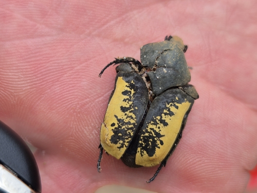Gymnetis flava