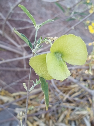 Yellow Butterfly Vine (Callaeum macropterum)