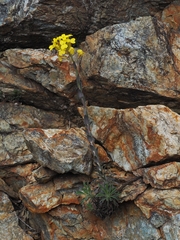 Alyssoides utriculata