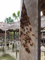 Parachartergus colobopterus