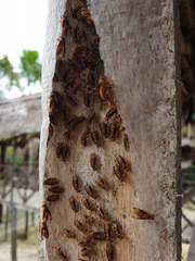 Parachartergus colobopterus