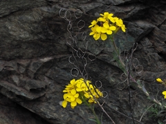 Alyssoides utriculata