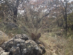 Ageratella microphylla