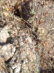 Ageratella microphylla