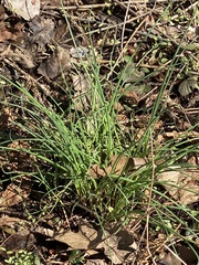Ail Des Vignes (Allium vineale)