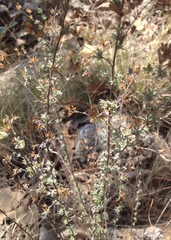 Ageratella microphylla