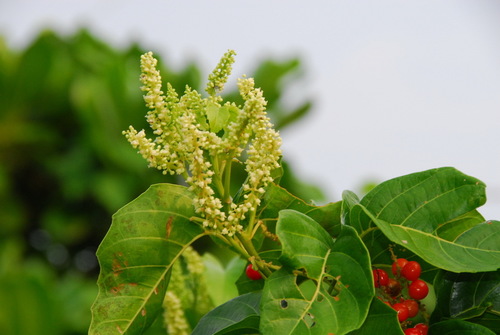 Allophylus timorensis (DC.) Blume