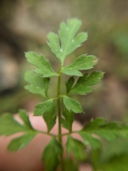Sanicula bipinnata